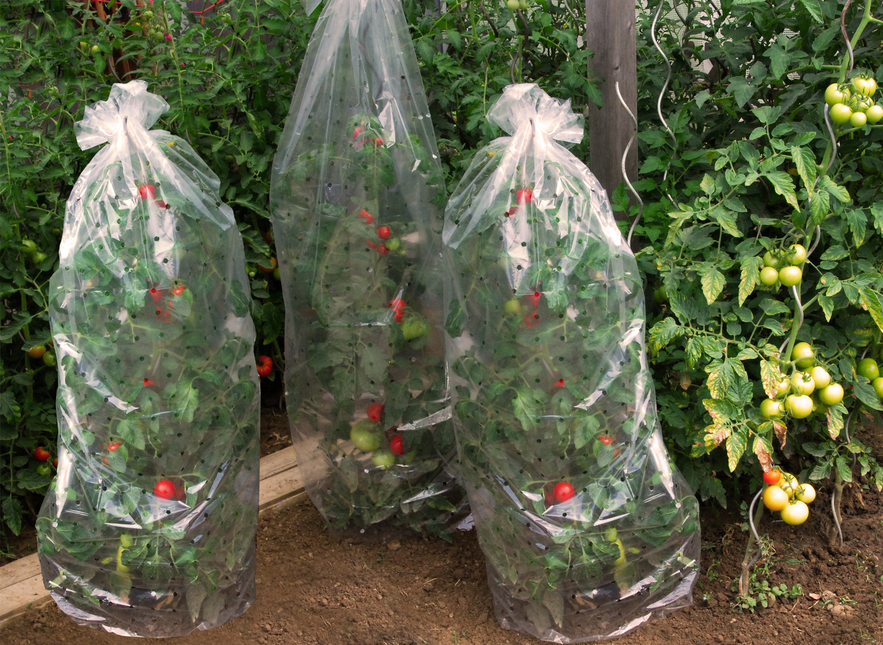 Tomatenschutzhaube 10 x 0,65 m
